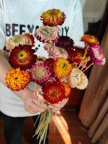 5/10/20支混合装干麦秆菊花束，带茎干麦秆菊花头，干花摆件，家居装饰，婚礼花艺装饰