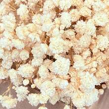 20/50/100/150/300 件迷你满天星及其他干花 - 适用于树脂模具艺术和工艺品，象牙白色花束，可用作发饰、婚礼花环、餐桌装饰、家居装饰 - 米色 - 查看 6