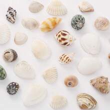 [740/1000 Piezas] Juego de artesanía de mini conchas y estrellas de mar - [Consulte las imágenes del SKU para confirmar el producto que compra] Adecuado para manualidades, joyería DIY, figuras de animales, marcos, decoración del hogar, fiesta con tema de playa, decoración de bodas, relleno de acuarios y jarrones, etc. - Multicolor - Ver 9