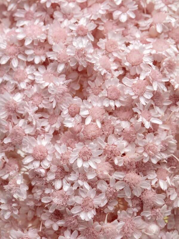 Set de 30/60/100/200 piezas, Flores secas naturales, Margaritas brasileñas mini decorativas secas, Ramo de mini margaritas manzanilla, Adecuado para arreglos florales de boda, decoración del hogar, regalos del Día de San Valentín