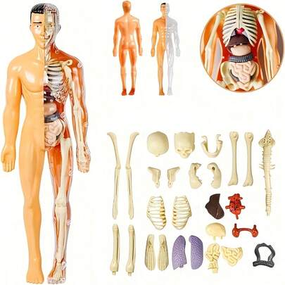 30pcs Human Anatomy Model Set - Removable Skeleton And Whole Body-3D Human Body Anatomy Model, Transparent Skeleton DIY Toy, Educational Science Kit With Removable Parts