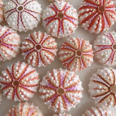 1pc Colorful Mini Sea Urchin Shell Marine Decoration - Mini Marine Specimen Crafts Collection, Sea Urchin Shell Shell Painting DIY Handmade Material For Ocean Theme Wedding Restaurant Decoration