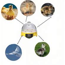 Farm Animal Coop - 查看 5