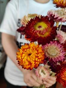 5/10/20支混合装干麦秆菊花束，带茎干麦秆菊花头，干花摆件，家居装饰，婚礼花艺装饰