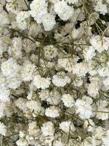 20/50/100/150/300 件迷你满天星及其他干花 - 用于树脂模具艺术和工艺品，象牙白色花束，用于发饰、婚礼花环、餐桌装饰、家居装饰 - 白綠色 - 查看 7