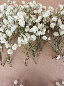 20/50/100/150/300 件迷你满天星及其他干花 - 用于树脂模具艺术和工艺品，象牙白色花束，用于发饰、婚礼花环、餐桌装饰、家居装饰 - 白綠色 - 查看 6