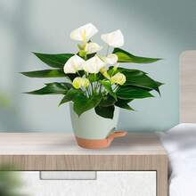 5pcs, Plant Pots Self Watering Planters High Drainage Flowers Pot For Indoor Outdoor Plants With Reservoir Tray And Watering Lip Gardening Planter Garden Flower Pots