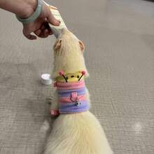 1 Stück Raupenfömiger Plüsch Warm Weste Geschirr Leine, geeignet für kleine Haustiere wie Frettchen, für den Outdoor-Gebrauch