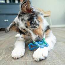 Outward Hound Bone Tugz Tug-Of-War Dog Chew Toy, Blue - MàuA - Xem 7