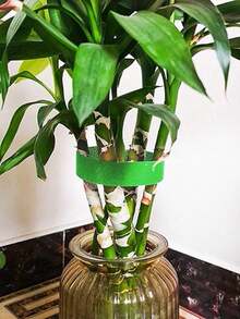 1 卷花园钩环带、植物钩环带、花园阳台护理美容植物胶带尼龙植物捆绑带、装饰性植物形状包装胶带（带钩）适用于家庭园艺