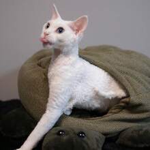 Sphynx Katzen Bett für Herbst/Winter, geschlossenes Design zum Warmhalten, geeignet für mittelgroße und kleine Katzen, Devon Rex, Munchkin Katzen, schmutzresistenter Katzen Schlafsack