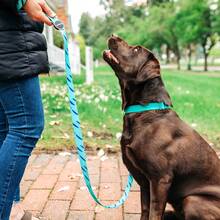 Lesă pentru câini Furmylove, lesă pentru animale de companie, mâner moale și ușor, încuietoare metalică, mâner micro-elastic anti-șoc, lesă durabilă din nailon pentru câini, lesă la modă de 150 cm/60 in, model abstract, potrivită pentru câini de talie medie și mare, activități în aer liber, plimbări, accesorii pentru animale de companie