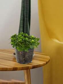 Orchid Seedling Round Pot, Transparent Orchid Container, Round Pot, Butterfly Orchid Transparent Plastic Pot Green Plant Pot Dendrobium Phalaenopsis Rose Cutting Planting Experimental Pot - Transparent - View 9