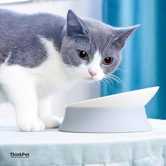 1個 大容量 2-in-1 猫用ボウル、餌入れと水入れ、素材、高さ調整シリコーンベース、角度調整可能、大型猫、子猫、成猫に適しています