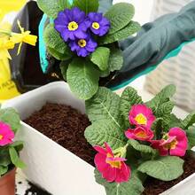 "Compression Is Expansion" Coconut Brick Planting Soil | Organic Coconut Shell Substrate, Universal For Potted Seedlings - 咖啡棕 - 查看 3