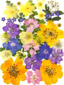 35-43 件天然干压花树脂 DIY 套件，环氧树脂珠宝模具，蜡烛，肥皂制作，美甲装饰，书签。天然真叶材料 - 由季节性真叶制成，经过特殊脱水、压制和干燥以保留原有。自然风格，适合任何 DIY 工艺品。