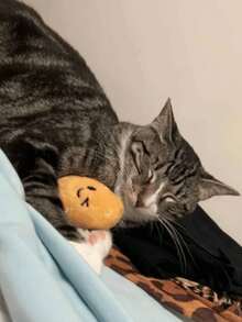 1 Stück Kartoffel-Haustier-Puppe - Plüsch-Katzen-Puppe, Cartoon-Gesicht, süßes Tier-Design geeignet für kleine Hunde, interaktive Spielzeit und kauwiderstandsfähiges Material, Hunde-Puppe, lebendiges Haustier-Accessoire, fantastische Haustier-Artikel, robuster Haustier-Artikel