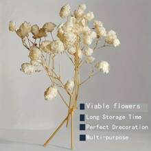 50 pezzi di fiori di Gypsophila (Fiori di Nuvola) bianchi avorio essiccati, adatti per artigianato, decorazioni per matrimoni, inviti in stile bohémien, realizzazione di candele in resina