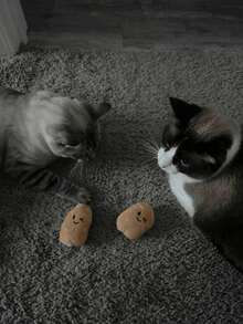 1 Stück Kartoffel-Haustier-Puppe - Plüsch-Katzen-Puppe, Cartoon-Gesicht, süßes Tier-Design geeignet für kleine Hunde, interaktive Spielzeit und kauwiderstandsfähiges Material, Hunde-Puppe, lebendiges Haustier-Accessoire, fantastische Haustier-Artikel, robuster Haustier-Artikel