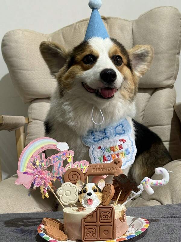 Dog Birthday Bib, Pet Birthday Hat Set, Scarf, Drool Bib, Princess Party