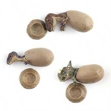 3pcs Tyrannosaurus, Triceratops, Velociraptor Dinosaur Model Set With Stand, Educational Paleontology Toy, Hatching Dinosaur Egg Experiment Kit (Hatching Design), Stitch Toys, Travel Toys, Classroom Fidget Toys, Mini Stuff, Bath Toys, Christmas Stationery, Stress Ball, Birthday/Christmas/Halloween Gift, Perfect Gift - Multicolor - View 4