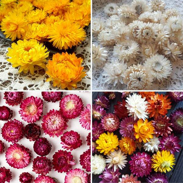 10/20/60/100 Cabeças de Flores Secas, Flores de Helichrysum, Flor Seca, Cabeça de Flor de Morango Seca, Flores para Resina, Flores Secas, Flores Secas para Casamento