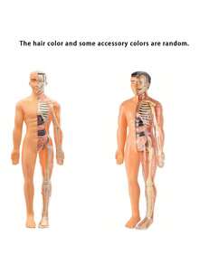 一套儿童模拟人体器官模型认知解剖玩具，早教益智玩具，儿童科学实验套装，带可拆卸器官的医学教学骨骼模型，骨骼医学解剖STEM玩具，中小学生人体内部器官医学组装玩具，教育玩具 - 彩色 - 查看 12