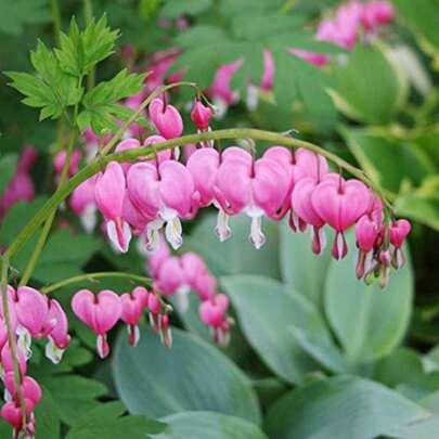 110 Pink Bleeding Hearts