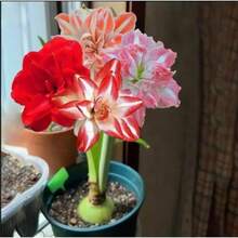 Almacén local Flores de interior y exterior de cuatro estaciones en macetas con fuerte fragancia, semillas de lirio de cinco colores y doble fragancia - Paquete de 500 - Ver 4