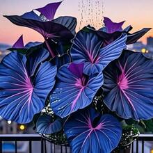 Semillas de Hosta - variedad azul y púrpura profunda rara, planta perenne para jardín exterior, apta para polinizadores, crecimiento fácil, follaje decorativo, ideal para sombra, ornamentación de patios y paisajismo ecológico, opción botánica exclusiva. - 100 - Ver 4