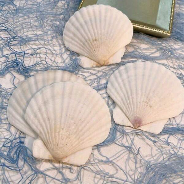 5PCS White Large Natural Scallop Shells 9-12cm | Christmas Holiday Baking Molds, DIY Paintable Crafts, Beach Wedding Centerpieces, Festive Table Decor
