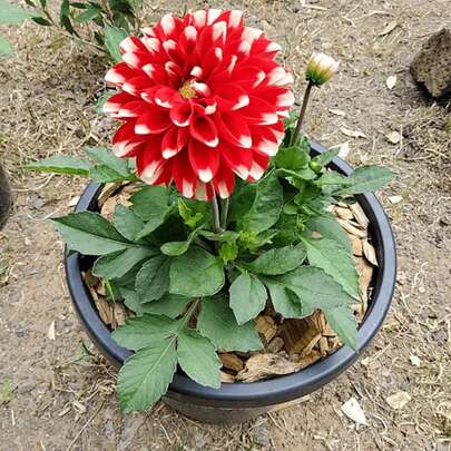 318pcs Dahlia Variabils Diablo Mix Of Colors