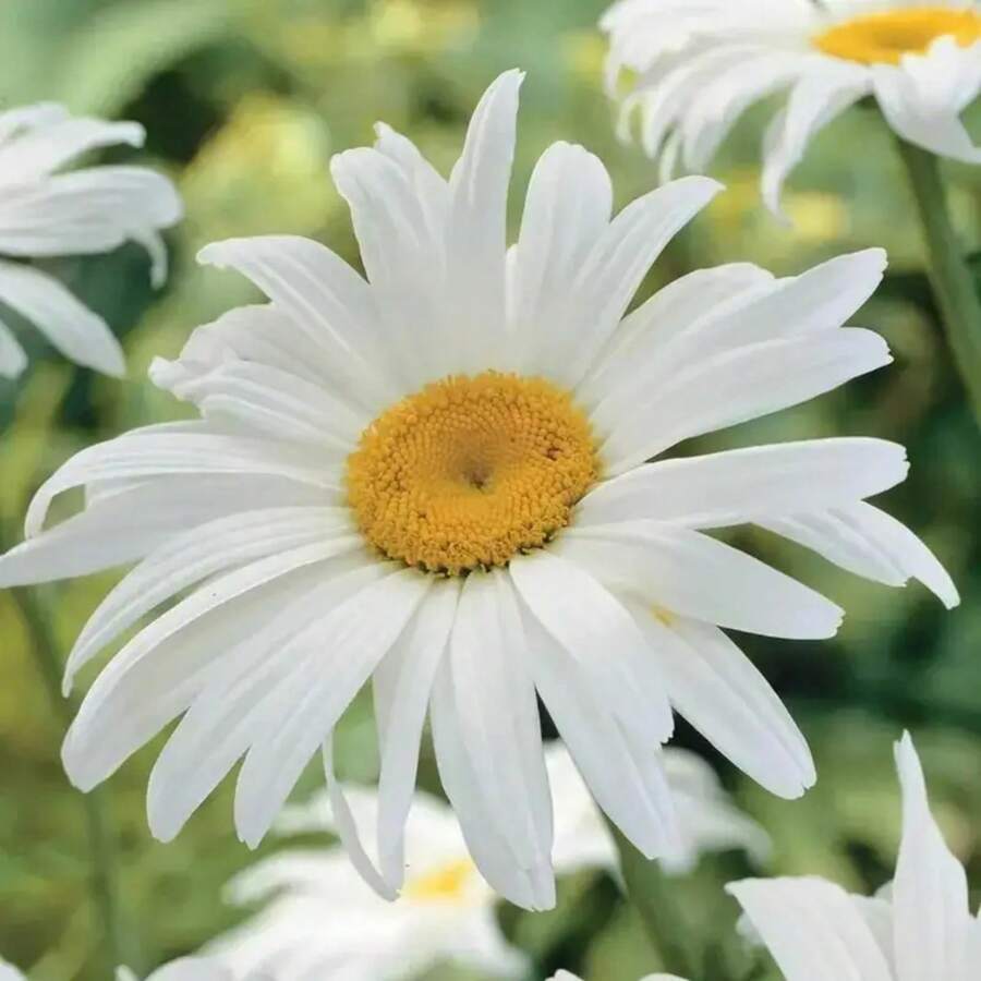 500pcs High-Quality Chrysanthemum Seeds, High Germination Rate, Yellow Flower Seeds - Christmas - Festive Flowers - Celebration Flowers - Christmas Flowers---Each Package With Products Name Label