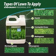 Turf Colorants - Perennial Rye Spray On Green Grass Paint For Lawns - Revives Dry, Patchy Yards - Light Grass Hue - Easy To Use, Concentrated Turf Grass Dye - Covers Approx 1,000 Sq Ft - 32Oz,17556110