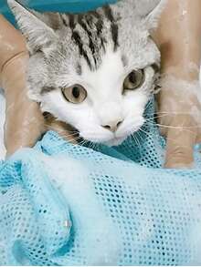 Cat Washing Bag Cat Grooming Tool For Nail Clipper Pet Cleaning Supplies Anti-Scratch Anti-Bite Bathing Bag ﻿