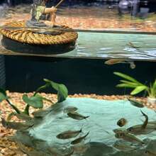 1pc Floating Old Man Fishing Decorative Figurine - Adhesive Fish Food Feeding Function For Fish Tank/Fish Pond, Dual-Purpose Aquarium Ornament For Freshwater/Saltwater Fish Tank Landscaping & Daily Fish Feeding Accessory