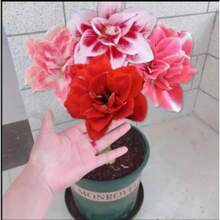 Almacén local Flores de interior y exterior de cuatro estaciones en macetas con fuerte fragancia, semillas de lirio de cinco colores y doble fragancia - Paquete de 500 - Ver 7