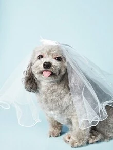 PETSIN 貓狗寵物婚紗和頭帶套裝 - 白色 - 查看 1