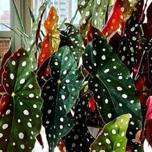 Semilla de planta Begonia Maculata Polka Dot Angel Wing Planta viva alta sin maceta - Variante 1 - Ver 6