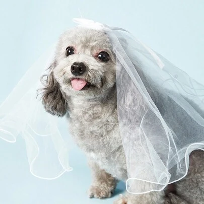 PETSIN 貓狗寵物婚紗和頭帶套裝