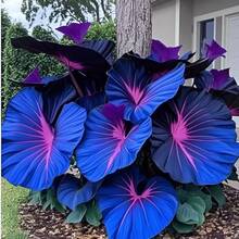 Semillas de Hosta - variedad azul y púrpura profunda rara, planta perenne para jardín exterior, apta para polinizadores, crecimiento fácil, follaje decorativo, ideal para sombra, ornamentación de patios y paisajismo ecológico, opción botánica exclusiva. - 100 - Ver 5