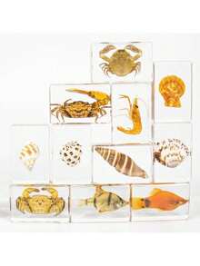 1 件透明树脂真实海洋生物标本，包括红鹦嘴鱼、绿鹦嘴鱼、螃蟹、寄居蟹、斑马鱼、豹纹石斑鱼、招潮蟹、海葵鱼、神仙鱼、海螺、海马壳、海星、海参、天然保存的水生生物、透明树脂工艺益智玩具、风景纪念礼物，尺寸和颜色略有不同 - 彩色 - 查看 10