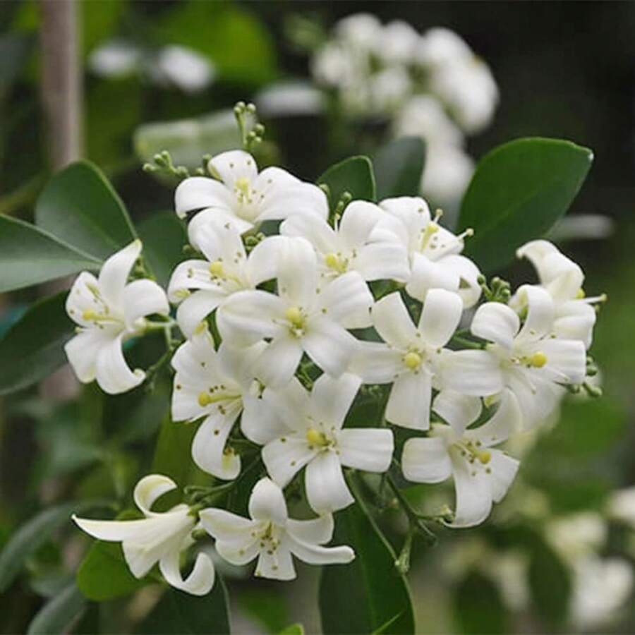 100 Jasmine, An Evergreen Plant, Suitable For Growing In Gardens Or On Balconies - 100 Seeds - View 1