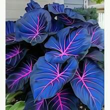 Semillas de Hosta - variedad azul y púrpura profunda rara, planta perenne para jardín exterior, apta para polinizadores, crecimiento fácil, follaje decorativo, ideal para sombra, ornamentación de patios y paisajismo ecológico, opción botánica exclusiva. - 100 - Ver 3