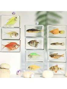 1 件透明树脂真实海洋生物标本，包括红鹦嘴鱼、绿鹦嘴鱼、螃蟹、寄居蟹、斑马鱼、豹纹石斑鱼、招潮蟹、海葵鱼、神仙鱼、海螺、海马壳、海星、海参、天然保存的水生生物、透明树脂工艺益智玩具、风景纪念礼物，尺寸和颜色略有不同 - 彩色 - 查看 9