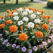 Semillas de flores - Variante 1 - Ver 3