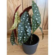 Semilla de planta Begonia Maculata Polka Dot Angel Wing Planta viva alta sin maceta - Variante 1 - Ver 5