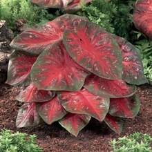 Variedades raras de semillas de flor de ciruelo, malvaviscos en maceta, copos de nieve azules, balcones interiores, flores de patio, florecen todo el año, fáciles de cuidar - Paquete de 500 - Ver 3