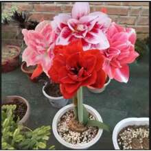 Almacén local Flores de interior y exterior de cuatro estaciones en macetas con fuerte fragancia, semillas de lirio de cinco colores y doble fragancia - Paquete de 500 - Ver 3