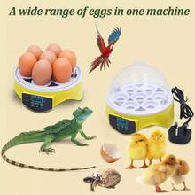 Incubadoras Automáticas Para 7 Huevos De Huevos Digital Hatcher Huevos Transparentes Máquina De Incubación Control Automático De Temperatura Para Pollo Pato Huevos De Pájaro - Tipo de Enchufe A USA (110-127V) - Ver 3